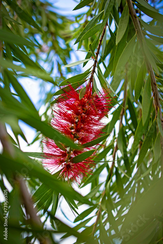 Weeping Bottlebrush Tree