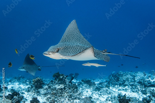 Eagle ray, French Polynesia