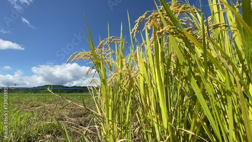 Rice about to be harvested③.