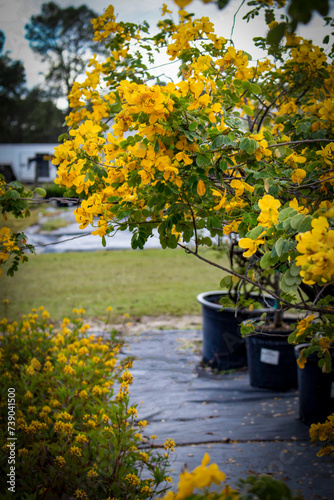Senna Tree - Senna Bicapsularis