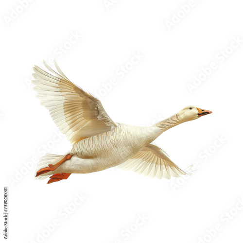 Golden_goose_flying.