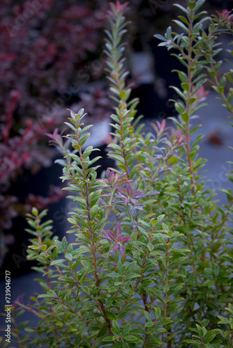 Darrow's Blueberry - Vaccinium Darrowii