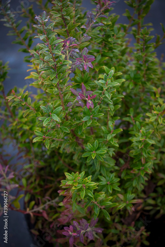 Darrow's Blueberry - Vaccinium Darrowii