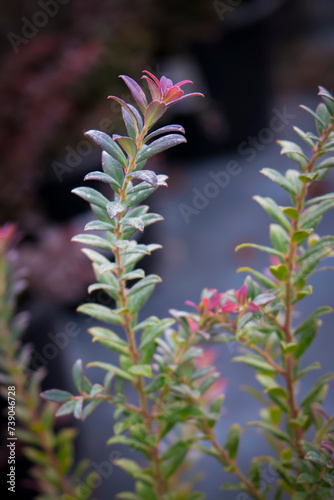 Darrow's Blueberry - Vaccinium Darrowii