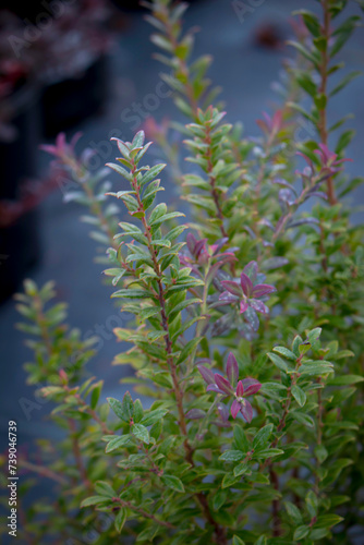 Darrow's Blueberry - Vaccinium Darrowii