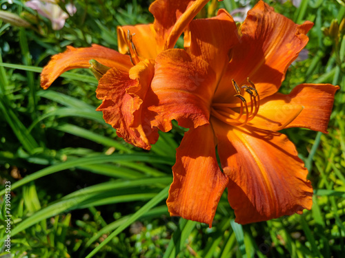 Foto daylily Primal Scream orange-tangerine, fiery orange-red color, with a yellow th