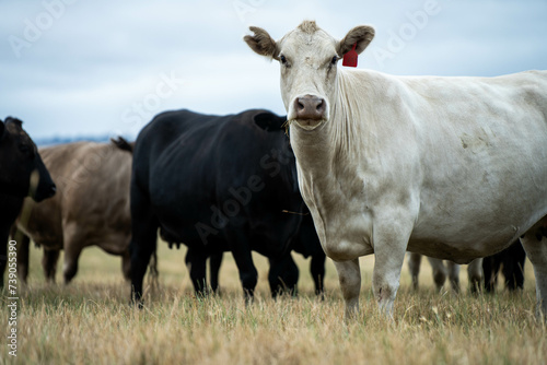 Carbon neutral cattle farming in a free range field on a farm in Australia 
