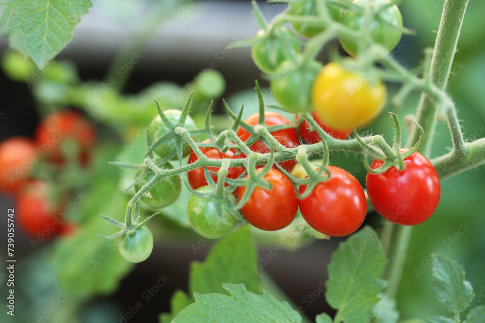 家庭菜園の夏野菜　鈴なりのミニトマト
