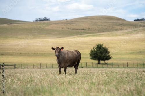 Carbon neutral cattle farming in a free range field on a farm in Australia  © Phoebe