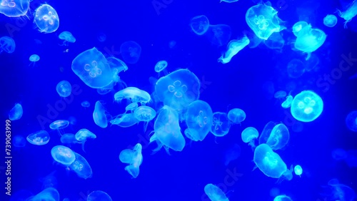 Many beautiful jellyfish with neon lights swim slowly, atmospheric, relaxing video.