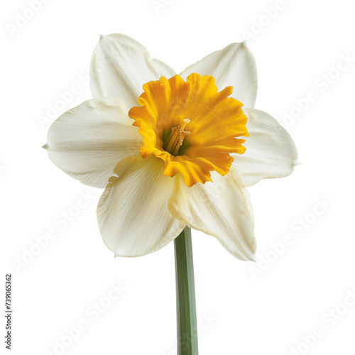 Single Daffodil - Transparent Cutout, Cheerful Bloom, Isolated Beauty, Capturing the Radiance of Nature 
