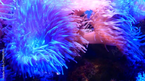 Macro footage of swaying tentacles of Corkscrew tentacle sea anemone. atmospheric, relaxing video.