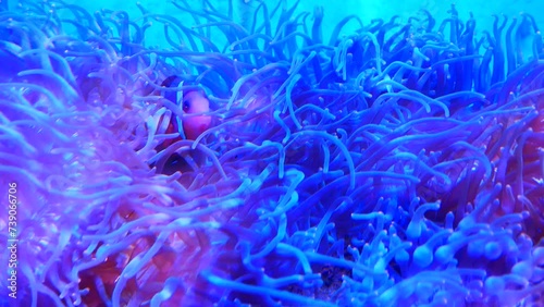 Macro footage of swaying tentacles of Corkscrew tentacle sea anemone and fish in swaying tentacles of sea anemone. atmospheric, relaxing video.