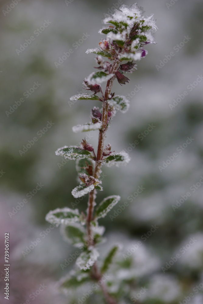 Thyme in a garden bed under the snow Thyme in a garden bed under the snow