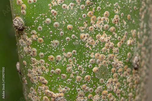 Closeup Scale insects (Hemiptera) on night blooming cereus (Epiphyllum oxypetalum) also called Dutchman's pipe cactus or Night Queen.