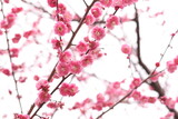 咲き乱れる2月のピンク色の梅の花