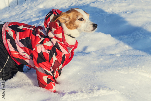 Not a purebred small dog on a winter walk in dog clothes.