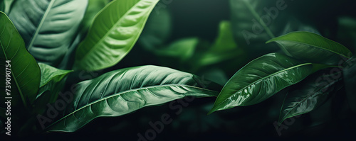 green natural leaves