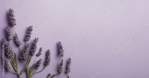 purple background. pastel colour. With copy space. Spring flowers, small flowers, petals, spring theme. Muscari, lotus and other small spring flowers. Planar arrangement. Spring floral background, tex