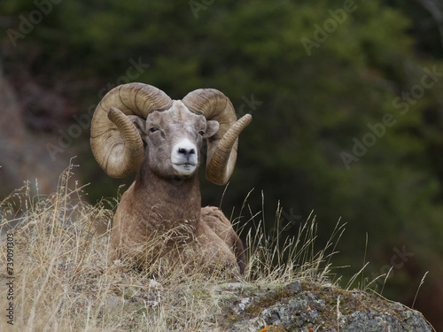 Rocky Mountain Bighorn Sheep - a ram with full curl horns rests on a grassy knoll with a mature evergreen forest in the background