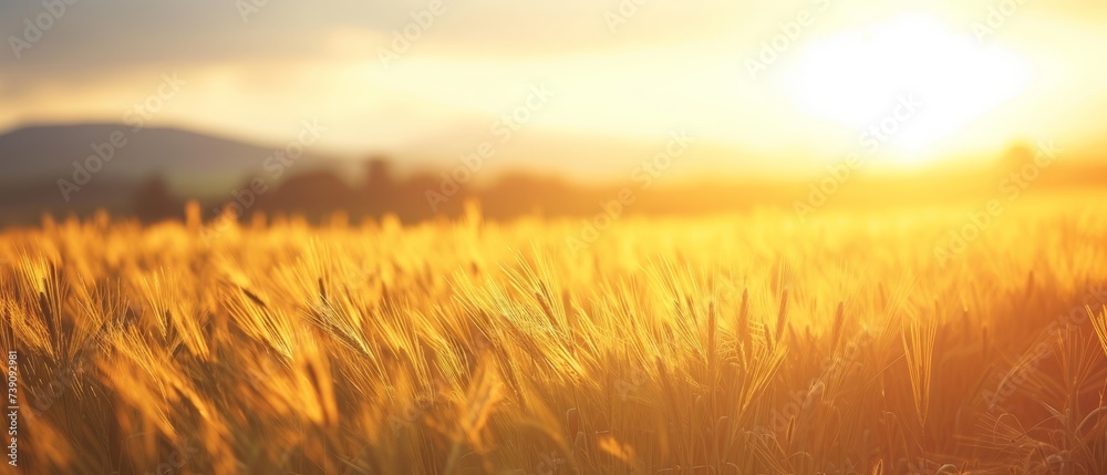 Fototapeta premium Golden Wheat Field at Sunset