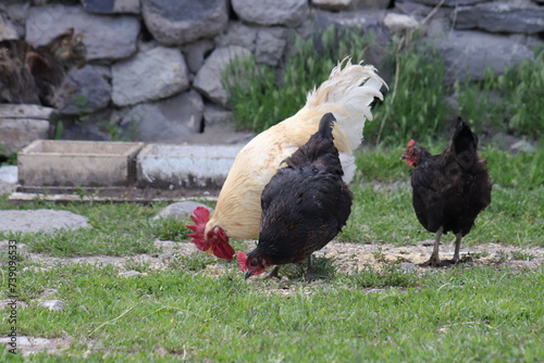 Chickens foraging on a farmyard, showcasing organic poultry farming. Organic eggs. photo