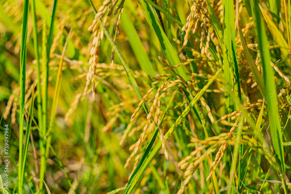 A rice field in Vietnam.
The surroundings of Nha Trang city in Vietnam. Cultivation of cereal crops. A rice field in Vietnam.
The surroundings of Nha Trang city in Vietnam. Cultivation of cereal crops.
