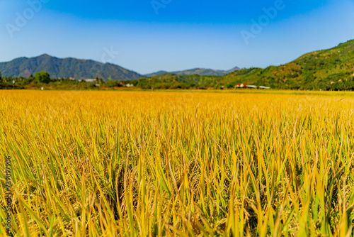 A rice field in Vietnam. The surroundings of Nha Trang city in Vietnam. Cultivation of cereal crops.