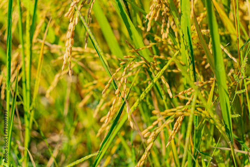 A rice field in Vietnam. The surroundings of Nha Trang city in Vietnam. Cultivation of cereal crops.