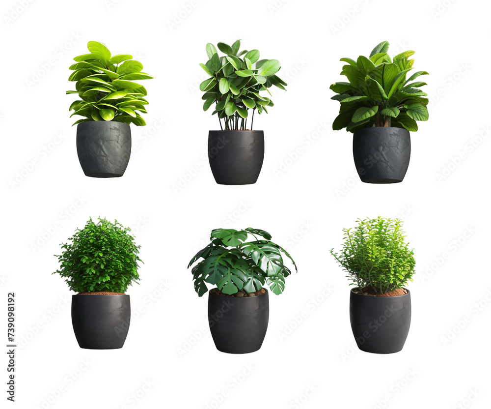 collection of herbs on a transparent background collection of herbs on a transparent background