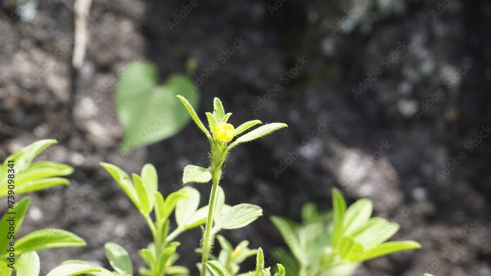small yellow flower of Stylosanthes viscosa also known as Poormans friend, Viscid pencil small yellow flower of Stylosanthes viscosa also known as Poormans friend, Viscid pencil