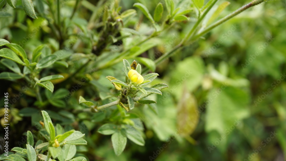 small yellow flower of Stylosanthes viscosa also known as Poormans friend, Viscid pencil