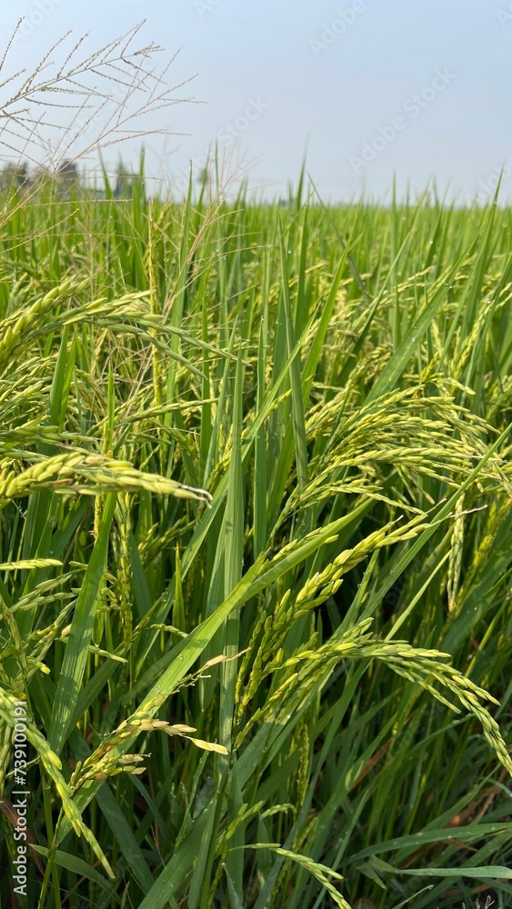 Fototapeta premium Paddy green rice field before harvest background.