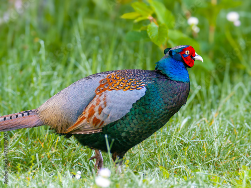 キジの雄のクローズアップ写真、野鳥