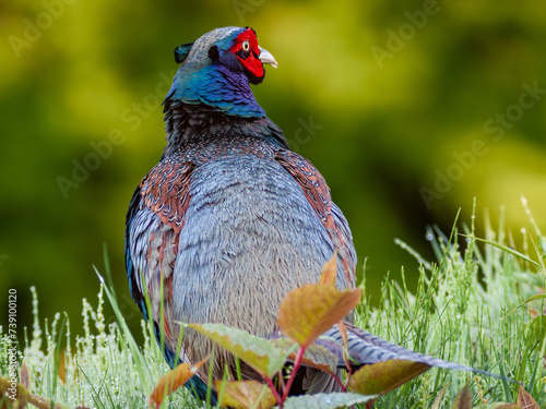 キジの雄のクローズアップ写真、野鳥
