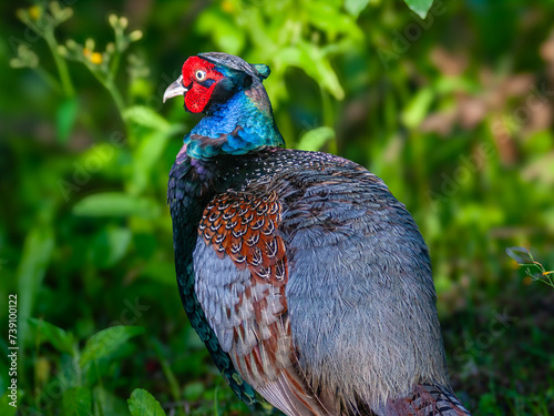 キジの雄のクローズアップ写真、野鳥