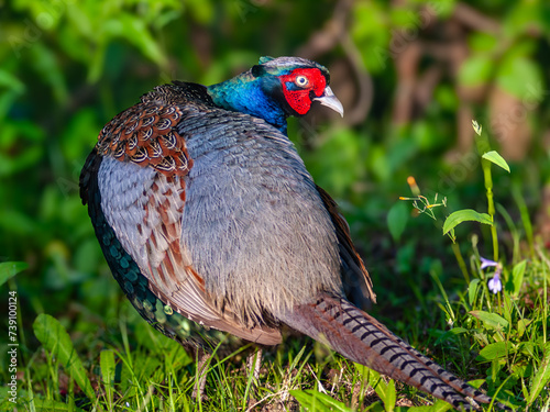 キジの雄のクローズアップ写真、野鳥
