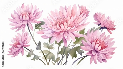 The hand drawn watercolor of pink chrysanthemum flowers