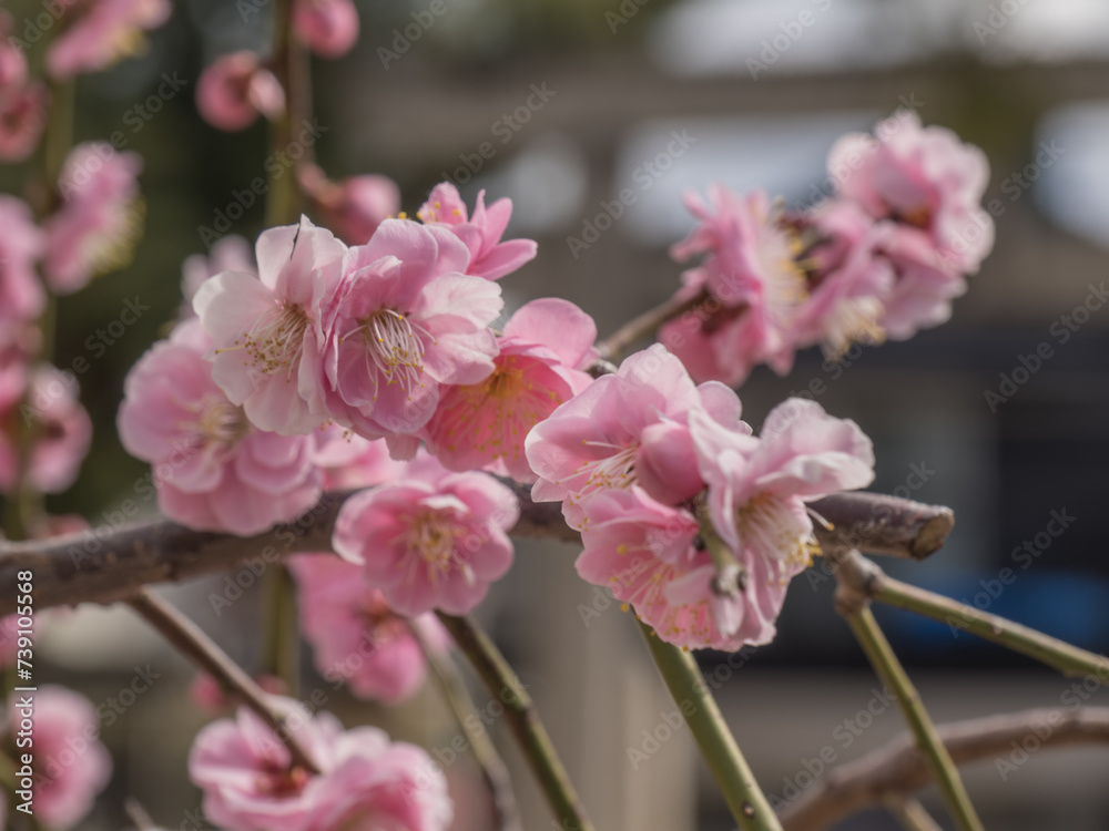 Fototapeta premium 春に咲く紅梅
