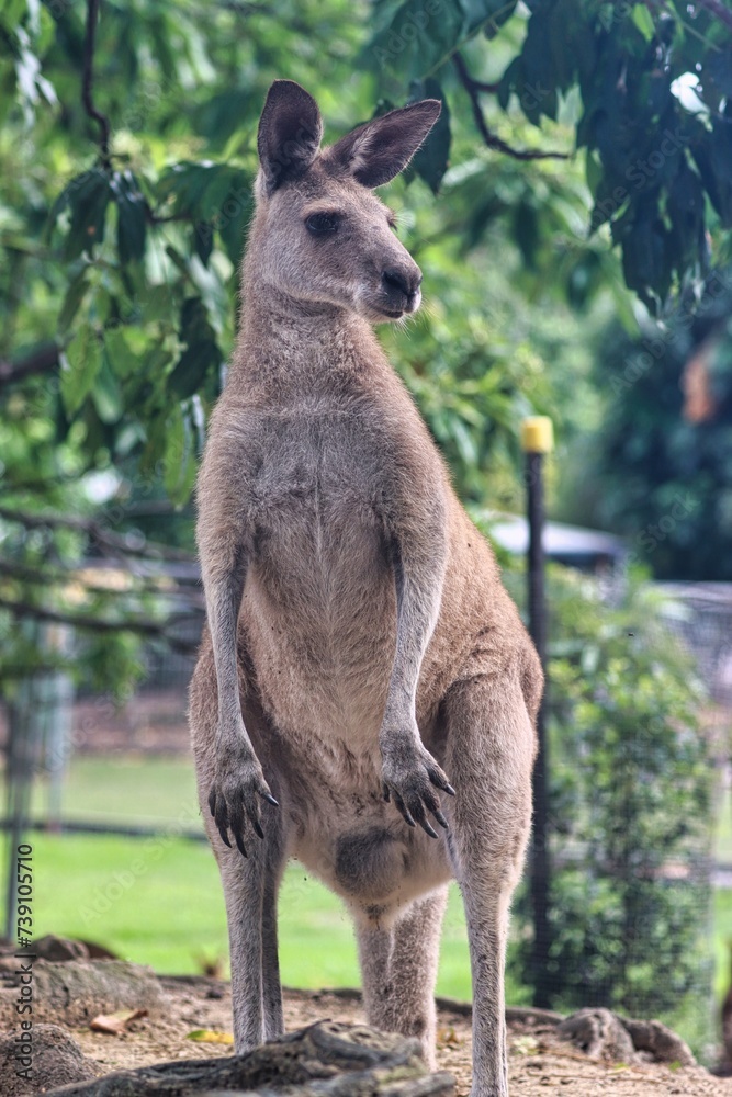 Fototapeta premium Port Douglas, Queensland, Australia
