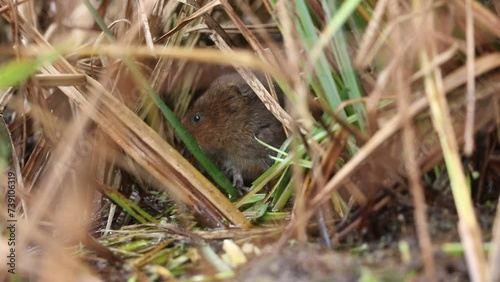 An endangered Water Vole, Arvicola amphibius, is sitting in the reeds at the edge of water. It is feeding on the new shoots. The water vole is under serious threat from habitat loss and predation.