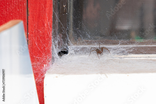 Araña del Rincón