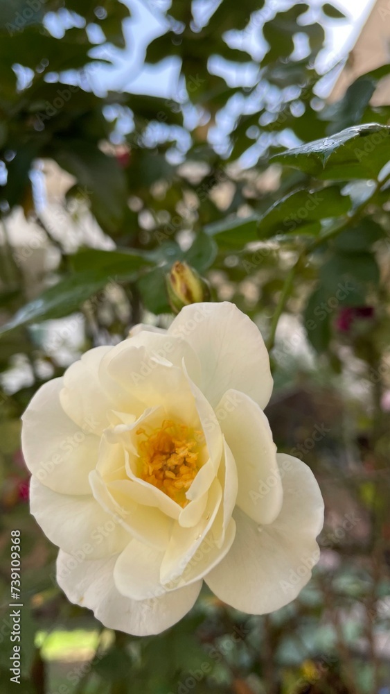 yellow rose in a garden yellow rose in a garden