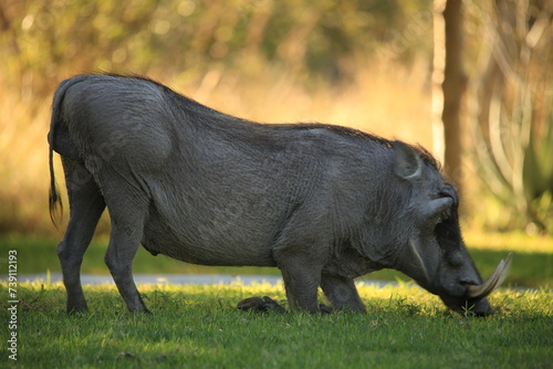 Valokuva one grazing warthog on a meadow in Etosha