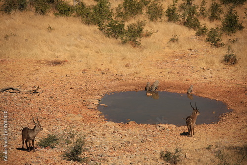 waterbucks at a waterhole in etosha NP