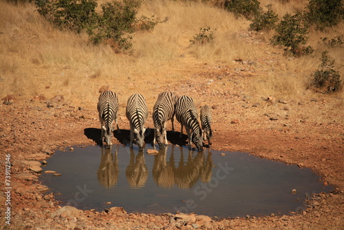 a group of zebras drink at a waterhole in Etosha NP
