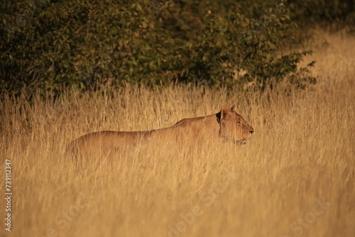 a lioness on patrol in dry grass of Etosha NP, Namibia photo