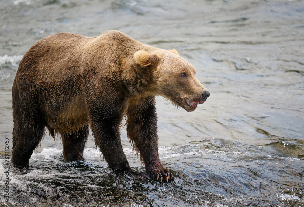 Brown bear with salmon blood on his mouth, Brooks Falls at Katmai National park. Alaska. Brown bear with salmon blood on his mouth, Brooks Falls at Katmai National park. Alaska.