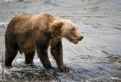 Brown bear with salmon blood on his mouth, Brooks Falls at Katmai National park. Alaska.