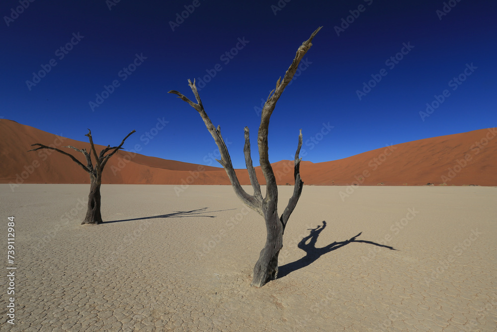 dead trees in the clay pan of Deadvlei in Namibia dead trees in the clay pan of Deadvlei in Namibia